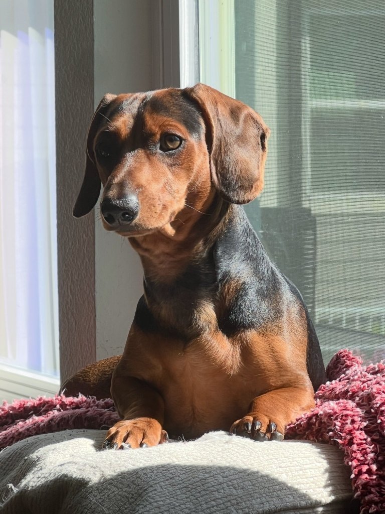 Kylo, a black and tan dachshund, sitting by a window