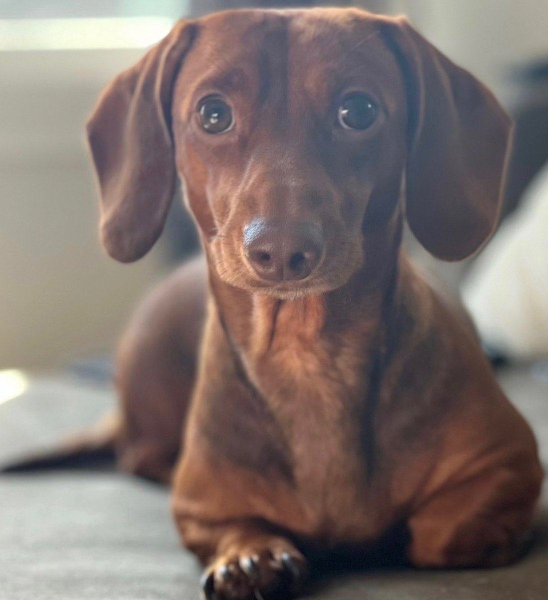 Millie, a red dachshund, lying down and looking at the camera