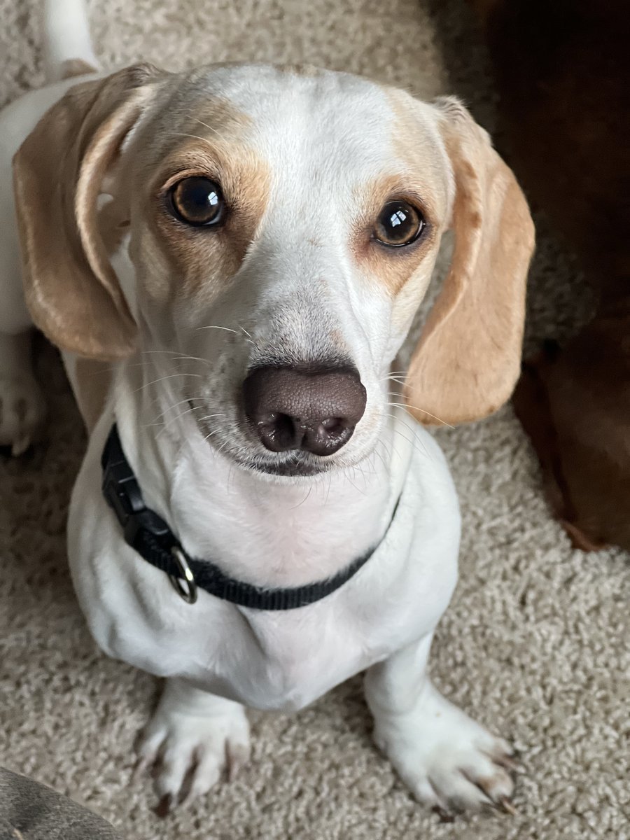 Obi, a cream and tan dachshund, sitting and looking at the camera